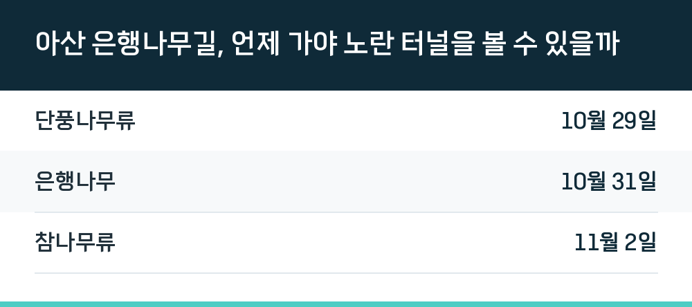 아산 은행나무길, 언제 가야 노란 터널을 볼 수 있을까