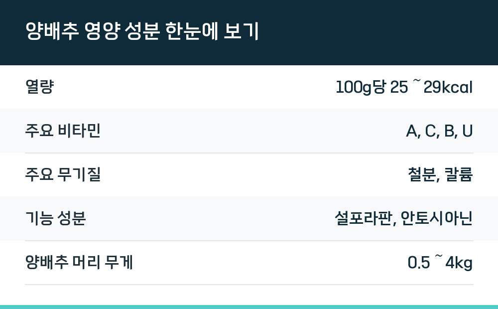 양배추 영양 성분 한눈에 보기