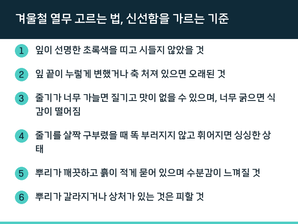 겨울철 열무 고르는 법, 신선함을 가르는 기준