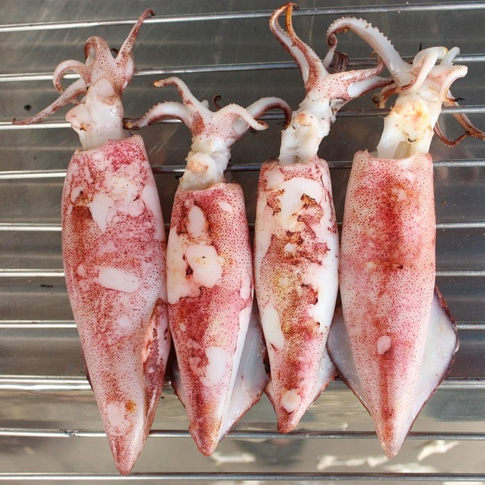 오징어 손질