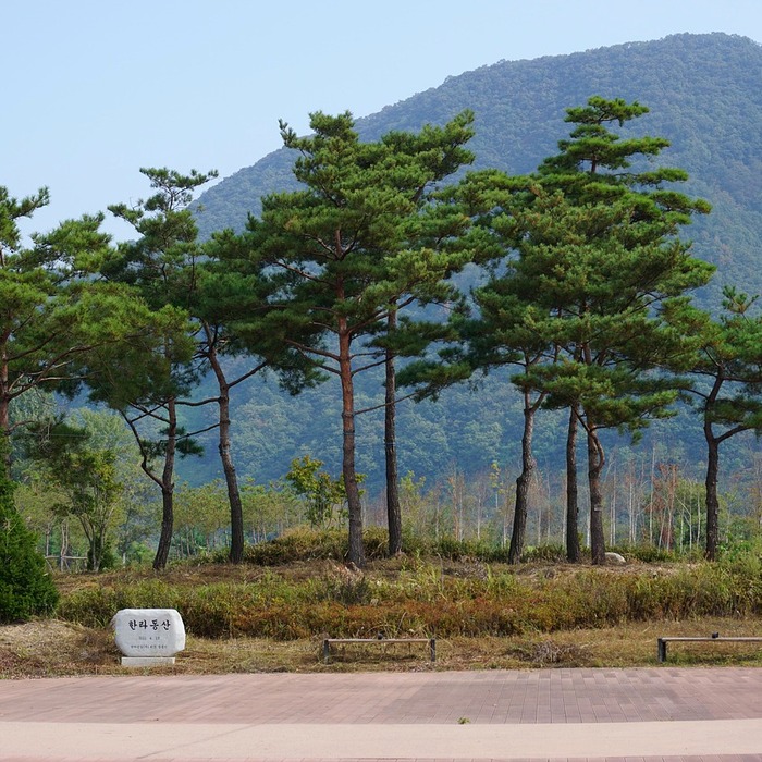 남이섬 단풍