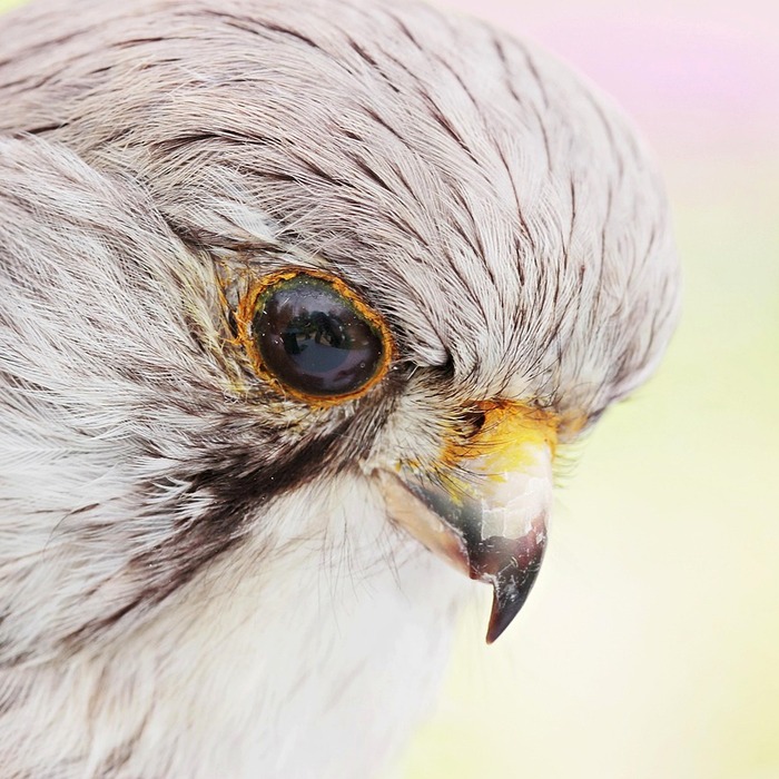 **객체 분할**
