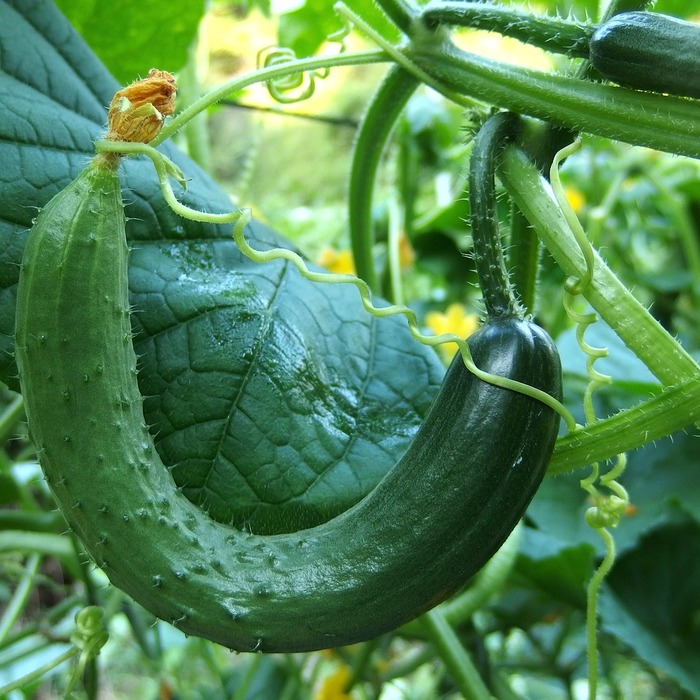 소화불량 증상