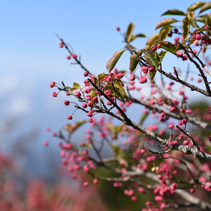 한라산 가을 풍경