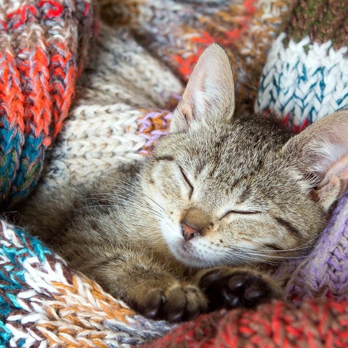 새끼 고양이 꿈