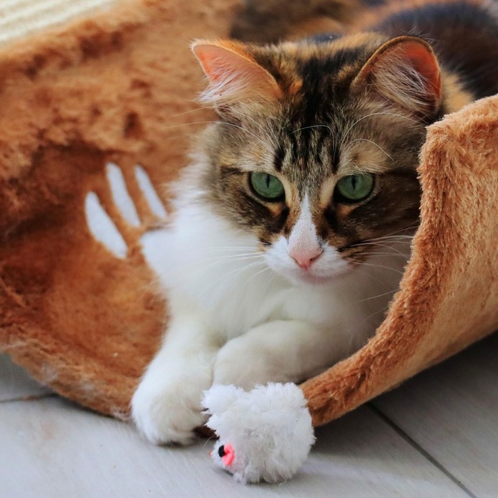 고양이 사냥 본능