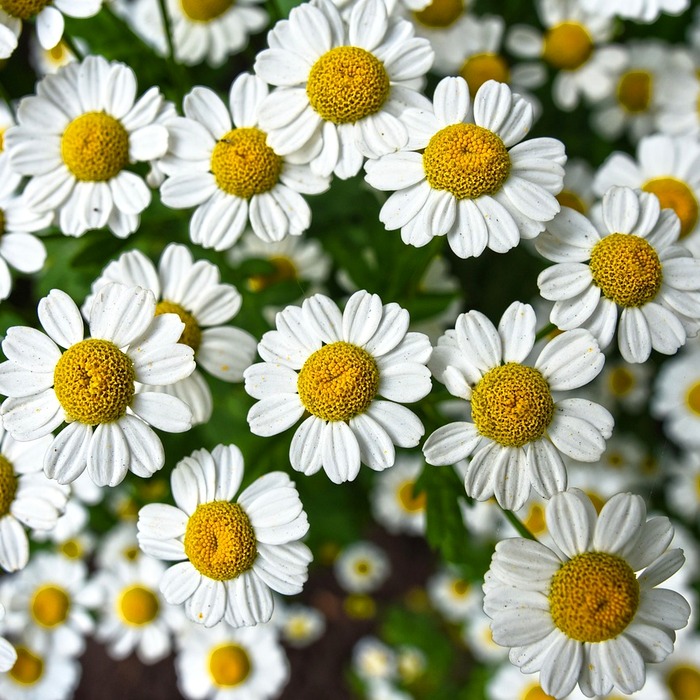 카모마일차 정보