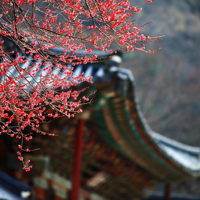 한국 원 가치