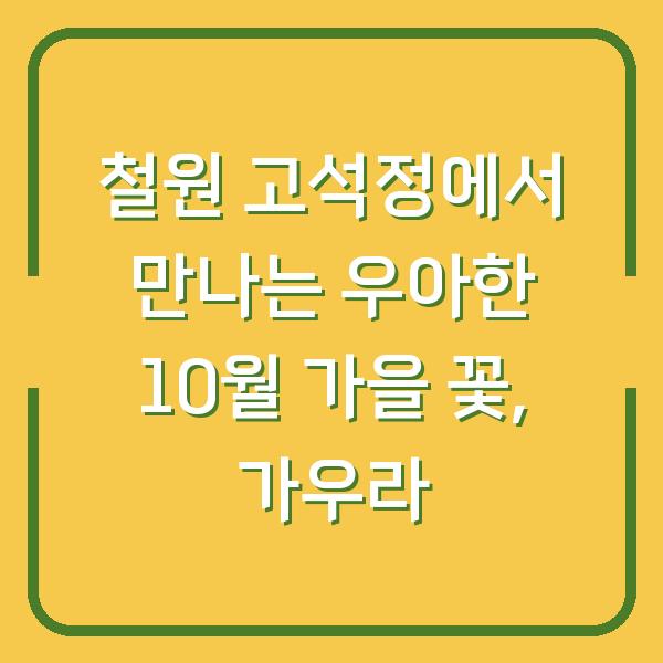 철원 고석정에서 만나는 우아한 10월 가을 꽃, 가우라