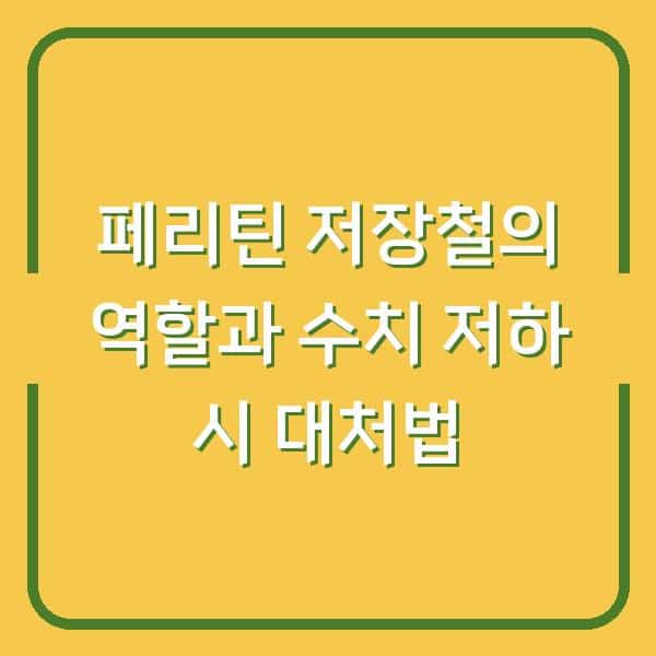 페리틴 저장철의 역할과 수치 저하 시 대처법
