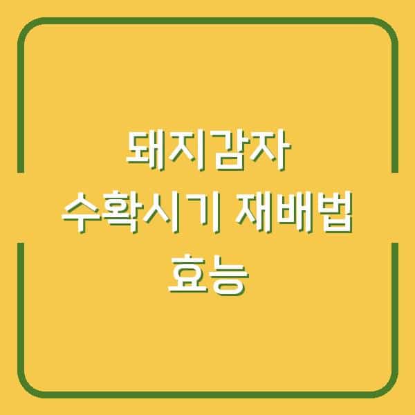 돼지감자 수확시기 놓치면 손해? 재배법부터 효능·활용법까지 실제 농부가 알려줍니다