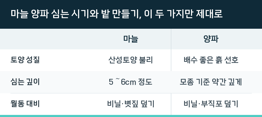 마늘 양파 심는 시기와 밭 만들기, 이 두 가지만 제대로