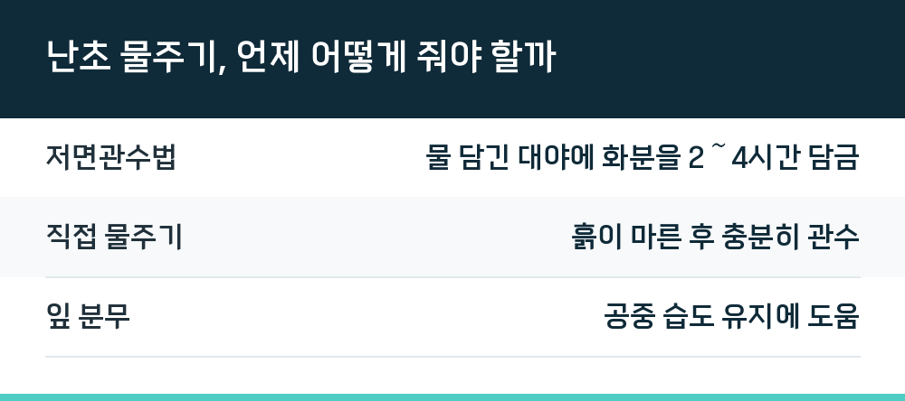난초 물주기, 언제 어떻게 줘야 할까