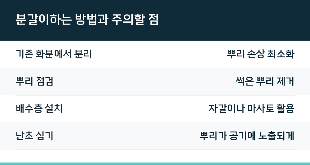 분갈이하는 방법과 주의할 점