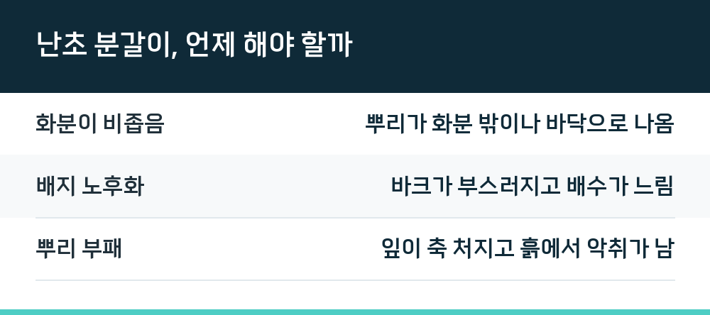난초 분갈이, 언제 해야 할까